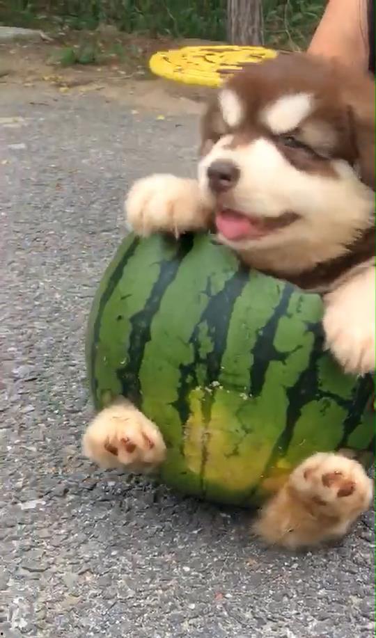 吃瓜娱乐狗,揭秘娱乐圈背后的那些事儿