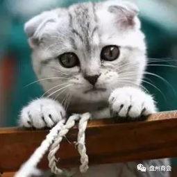 娱乐吃瓜君折耳猫视频,萌态百出，笑料连连