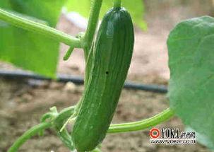 瓜吃瓜娱乐,揭秘娱乐圈幕后故事，带你领略明星们的真实生活