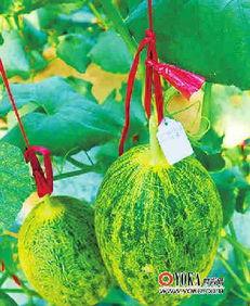 瓜吃瓜娱乐,揭秘娱乐圈幕后故事，带你领略明星们的真实生活